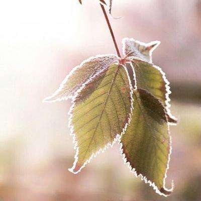 加拿大pc软件平台app下载